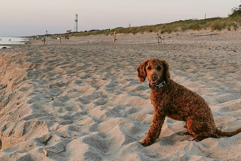 Apartamentai Vasara Juodkrantė draugiški gyvūnams šuo pudelis prie jūros